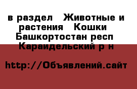  в раздел : Животные и растения » Кошки . Башкортостан респ.,Караидельский р-н